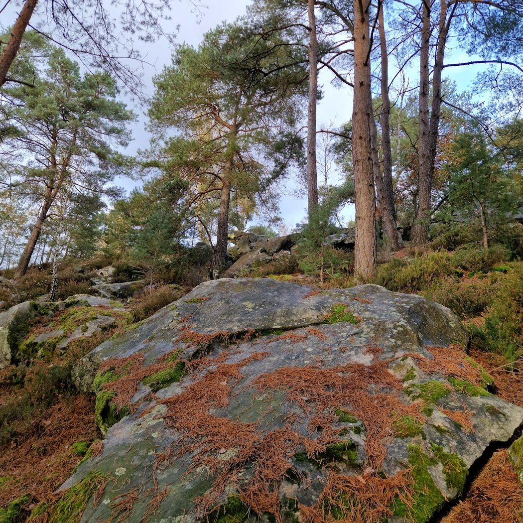 Forêt de Rambouillet et rochers d'Angennes 2